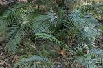 : - Osmunda angustifolia
