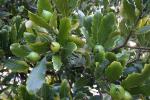 : - Pachystroma longifolium