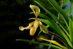 : - Paphiopedilum gratrixianum