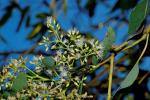 : - Eucalyptus raveretiana
