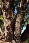Westlicher Erdbeerbaum - Arbutus unedo