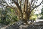 Ombu - Phytolacca dioica