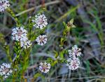 : - Pimelea linifolia
