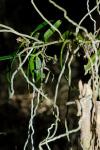 : - Plectorrhiza tridentata