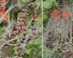 : - Erythrina costaricensis