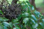 : - Polyscias elegans