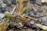 Sommer-Portulak - Portulaca pilosa