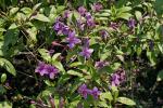 : - Pseuderanthemum laxiflorum