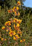 : - Pultenaea scabra