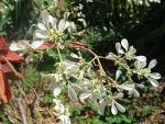 Zauberschnee - Euphorbia leucocephala