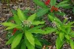 Indische Schlangenwurzel - Rauvolfia serpentina