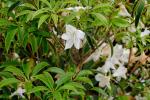 : - Rhododendron latoucheae