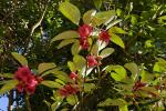 : - Rhodoleia championii