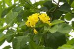 : - Cordia lutea