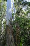 : - Eucalyptus grandis