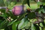 Kletterfeige-Ficus pumila