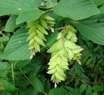 : - Flemingia strobilifera