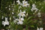 : - Mandevilla boliviensis