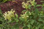: - Clerodendrum incisum