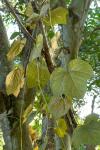 Ampelocissus martinii - Ampelocissus martini