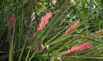 :-Aechmea distichantha