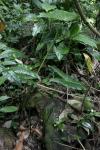 : - Alocasia longiloba