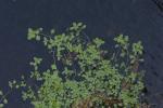 Teich-Wasserstern - Callitriche stagnalis