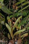 :-Coelogyne compressicaulis