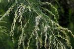 Haarblättriger Wasserdost - Eupatorium capillifolium