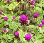 Echter Kugelamarant - Gomphrena globosa