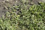 : - Gomphrena celosioides