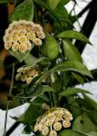 : - Hoya lacunosa
