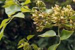 Shesham - Dalbergia sissoo