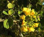 : - Haematoxylum brasiletto