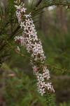 : - Epacris pulchella