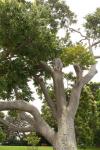: - Flindersia schottiana