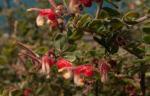 : - Grevillea alpina