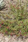 : - Mimulus aurantiacus