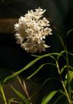 : - Neobenthamia gracilis