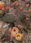 : - Opuntia macrocentra