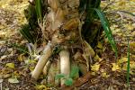 : - Pandanus gemmiferus
