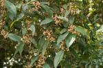 : - Rhodamnia rubescens