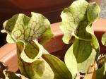 Rote Schlauchpflanze - Sarracenia purpurea