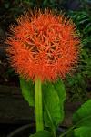: - Scadoxus multiflorus subsp. katharinae