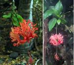 : - Hibiscus schizopetalus