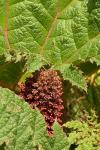 Chilenisches Mammutblat - Gunnera tinctoria