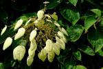 : - Schizophragma integrifolium