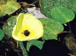 : - Hydrocleys nymphoides