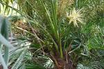 Sägepalme - Serenoa repens