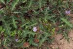 : - Solanum prinophyllum
